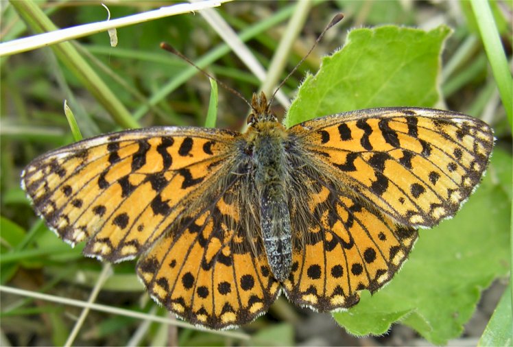 Nymphalidae: Boloria dia